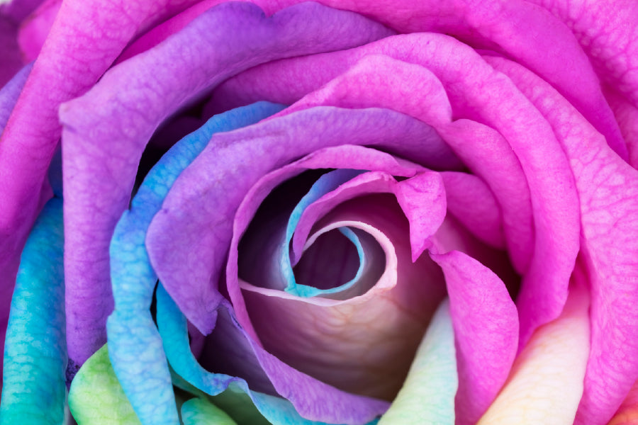 Purple Pink & Blue Flower Petal Photograph Print 100% Australian Made