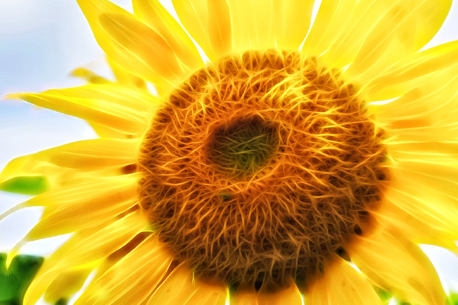 Sunflower Digital Art Design Print 100% Australian Made