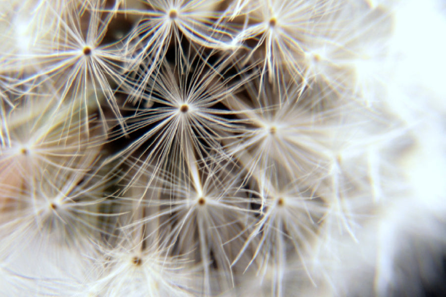 Dandelion Closeup View Photograph Print 100% Australian Made