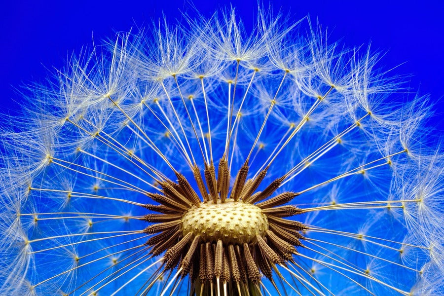 Dandelion Closeup Photograph Print 100% Australian Made