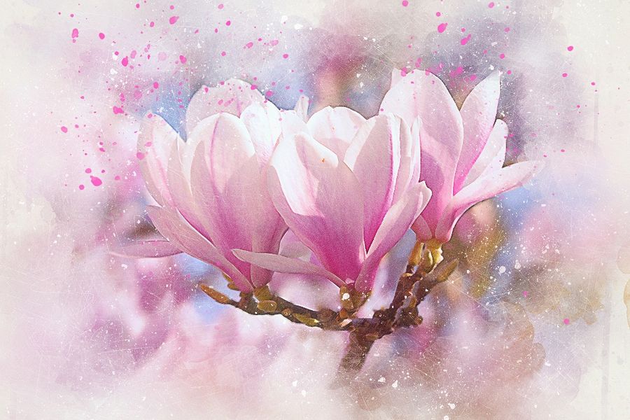 Pink Magnolia Flower Abstract Design Print 100% Australian Made