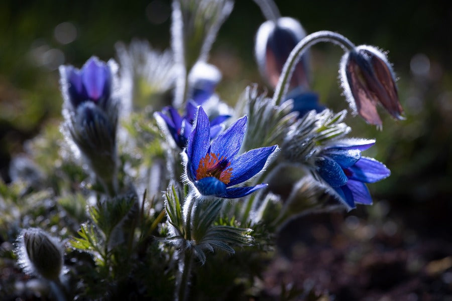 Blue Anemone Flower Plant Closeup Photograph Print 100% Australian Made
