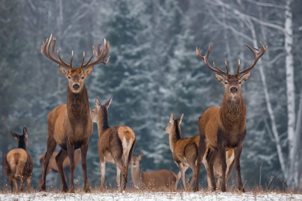 Deers in Forest Photograph Home Decor Premium Quality Poster Print Choose Your Sizes