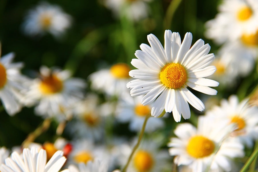 Chamomile Flowers Closeup Photograph Print 100% Australian Made