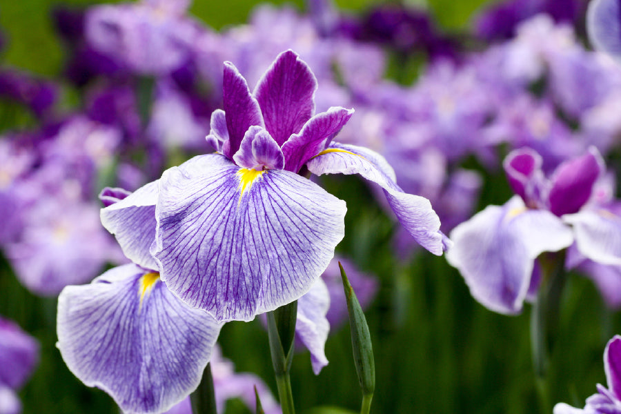 Purple Irises Flower Photograph Print 100% Australian Made