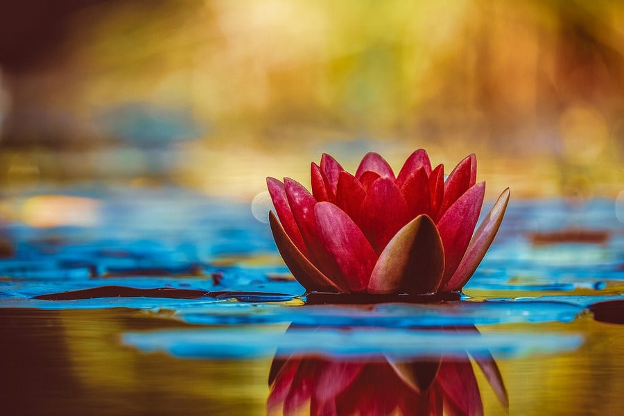 Red Water Lily Flower Floting on Water Photograph Print 100% Australian Made