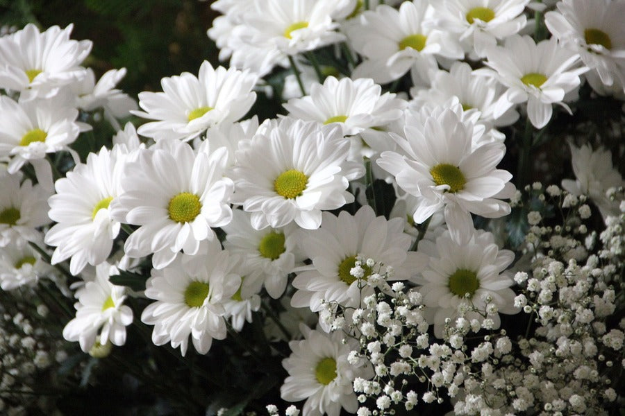 White Daisy Flowers Photograph Print 100% Australian Made