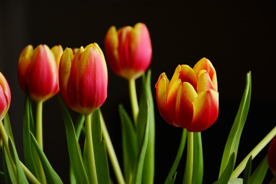Red Yellow Tulip Flowers With Leaves Photograph Print 100% Australian Made