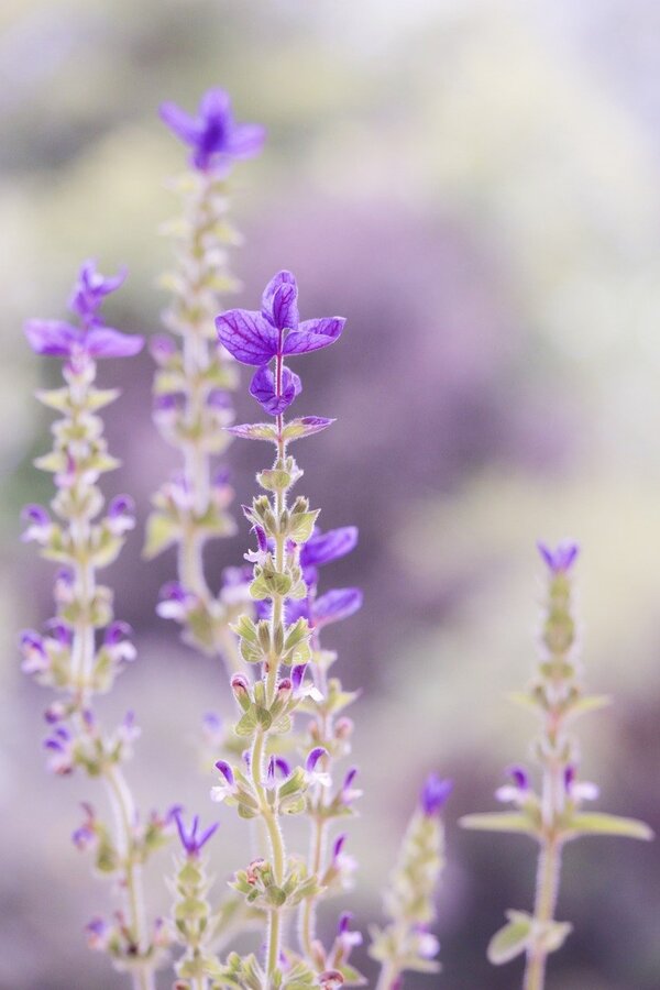 Purple Laverder Flower Closeup Photograph Print 100% Australian Made