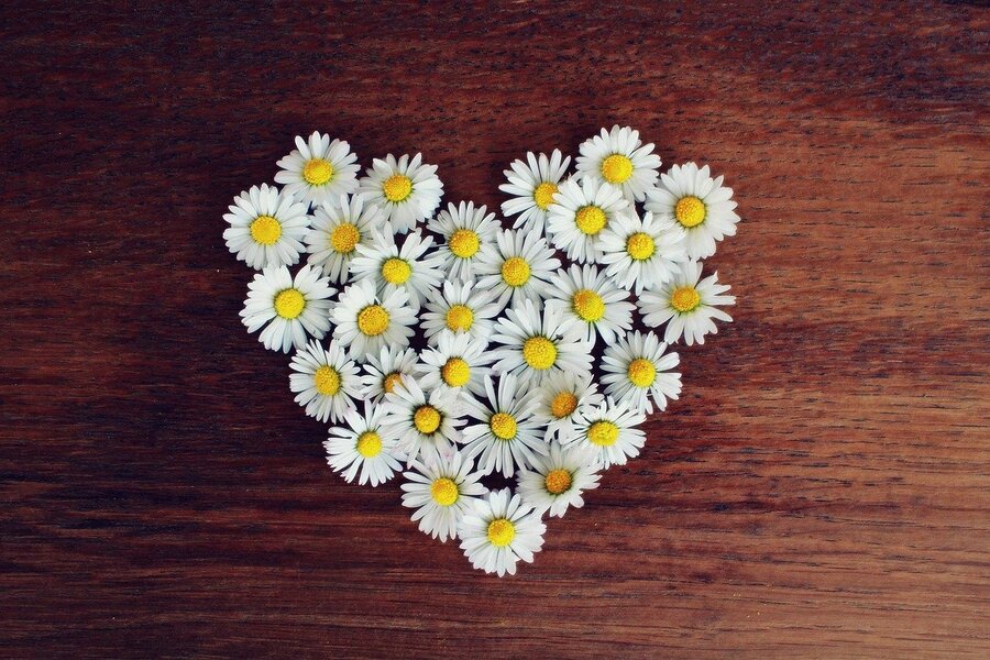 Daisy Flowers Heart Shape Photograph Print 100% Australian Made