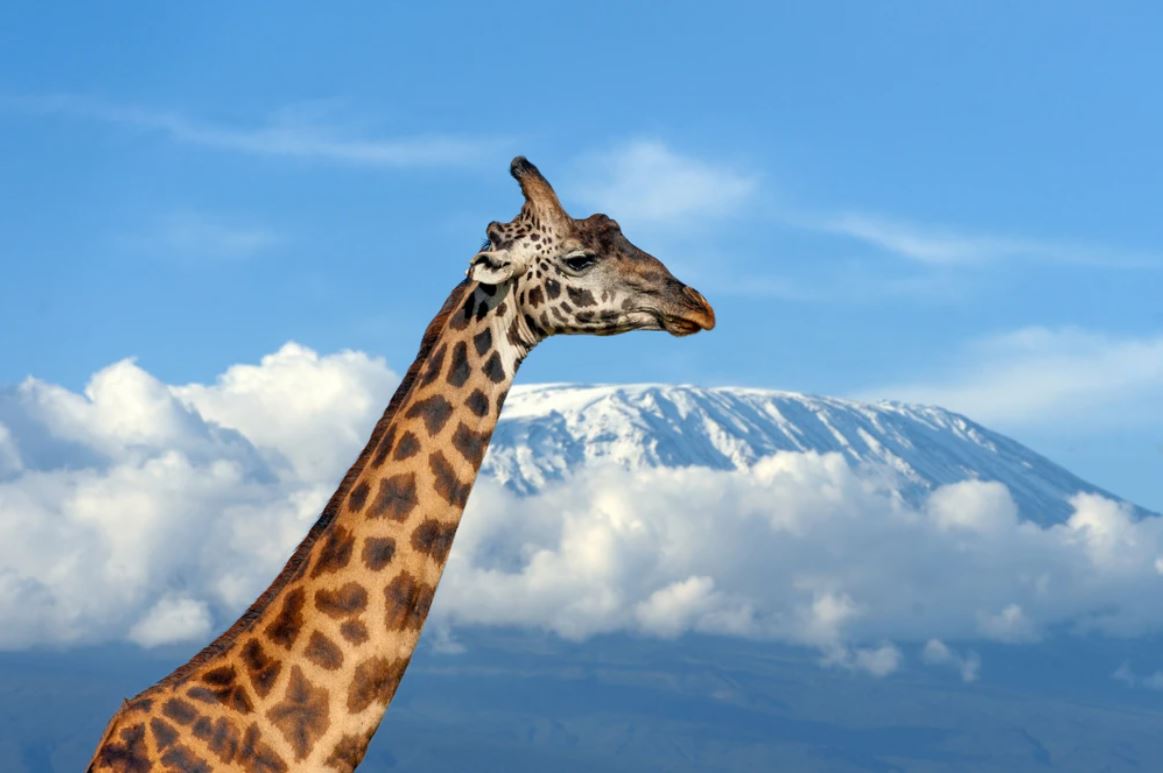 Giraffe Portrait Photograph Home Decor Premium Quality Poster Print Choose Your Sizes