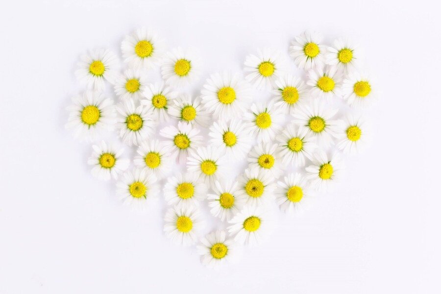 White Daisy Flowers Heart Shape Photograph Print 100% Australian Made