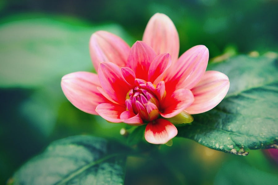 Blooming Pink Flower Closeup Photograph Print 100% Australian Made