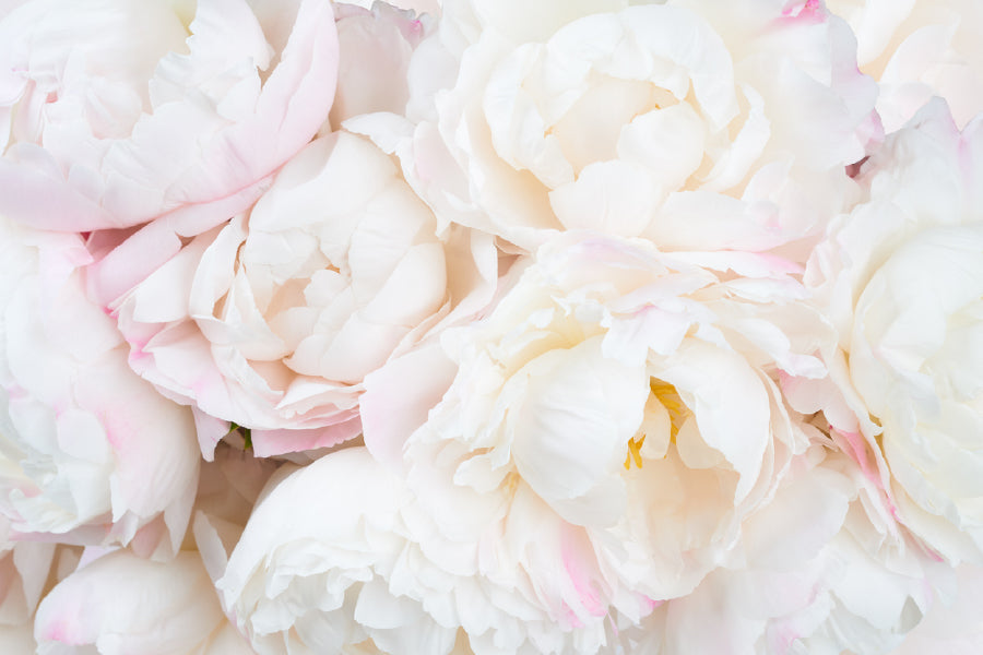 Pink & White Peonies Closeup View Photograph Print 100% Australian Made