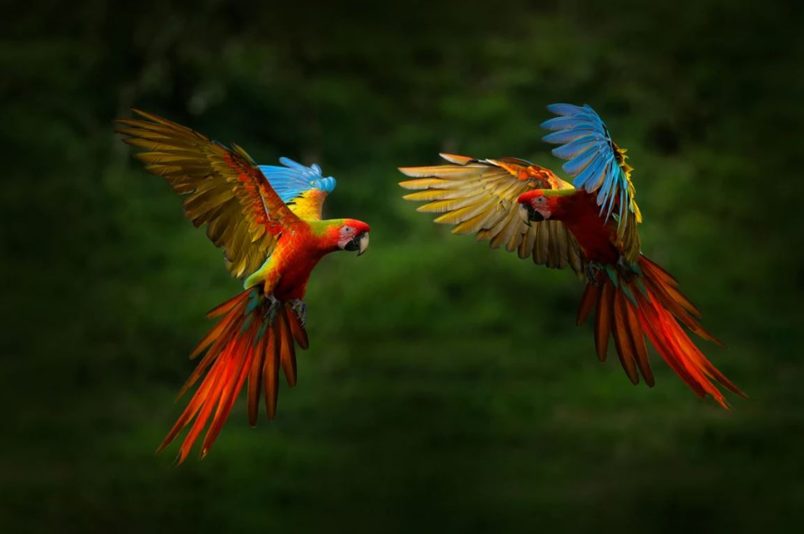 Red Parrots Flying Closeup Photograph Home Decor Premium Quality Poster Print Choose Your Sizes