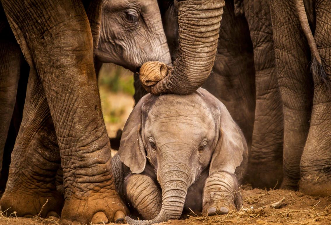 Elephants Closeup Photograph Home Decor Premium Quality Poster Print Choose Your Sizes