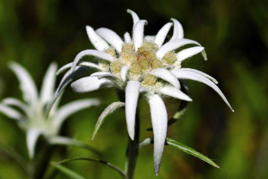 White Edelweiss Flowers Closeup Photograph Print 100% Australian Made