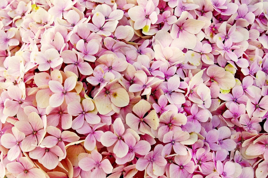 Hydrangea Flower Closeup Photograph Print 100% Australian Made