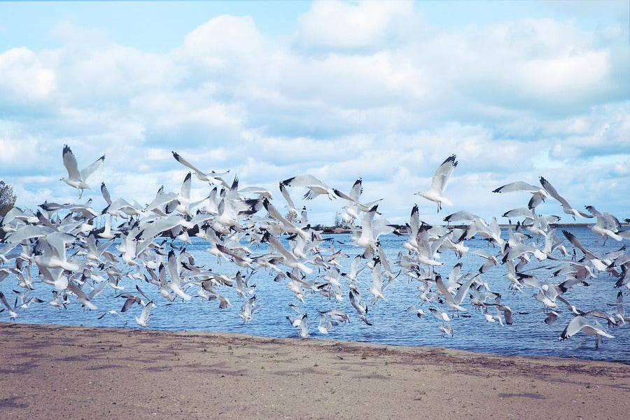 Seagull Birds Flying Above the Sea Photograph Print 100% Australian Made