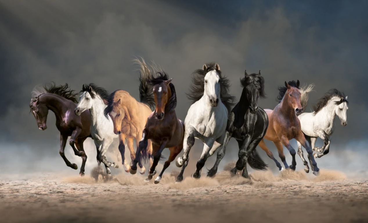 Horses Running on Sand Photograph Home Decor Premium Quality Poster Print Choose Your Sizes