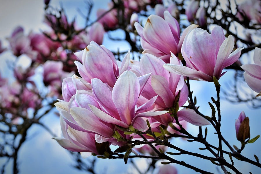 White Pink Magnolia Flowers Photograph Print 100% Australian Made
