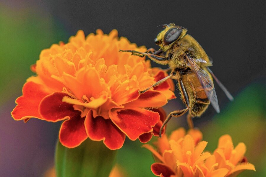 Bee on a Marigold Flower Closeup Photograph Print 100% Australian Made