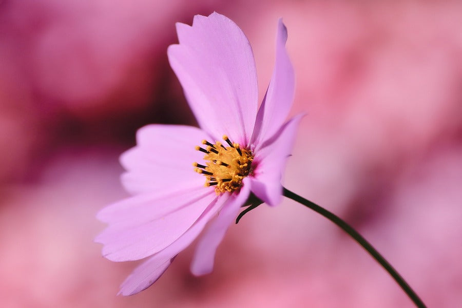 Pink Cosmos Flower Closeup Photograph Print 100% Australian Made
