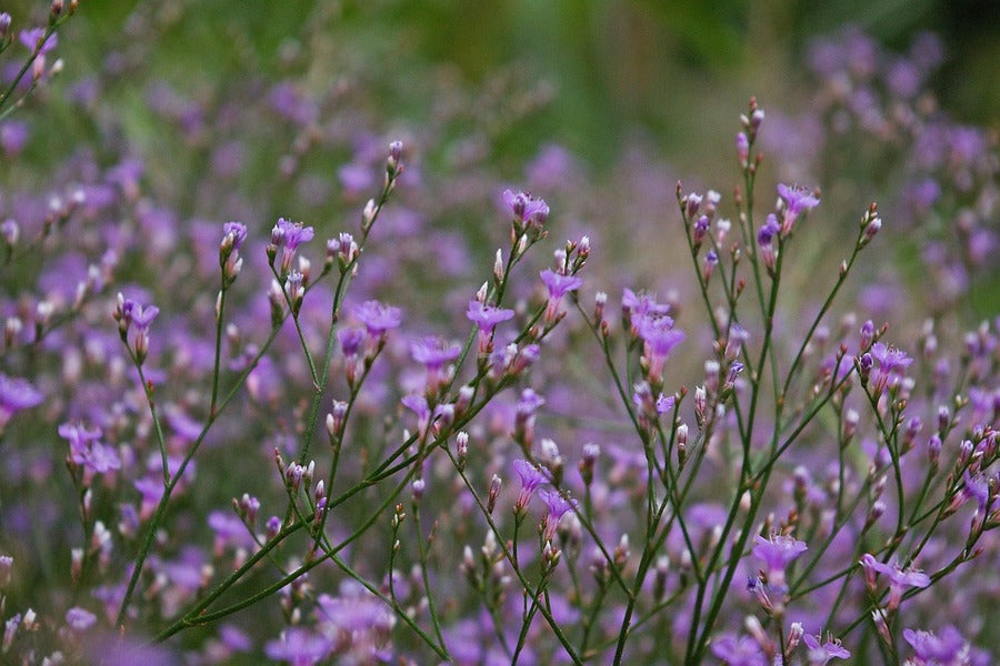 Beach Lavender Flowers Photograph Print 100% Australian Made