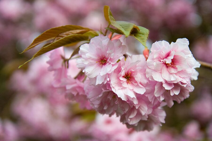 Pink Blossom Flowers Closeup Photograph Print 100% Australian Made