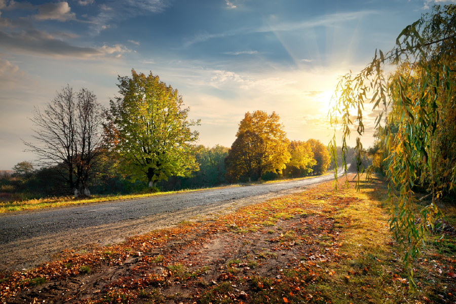 Trees & Road Sunset Sky View Print 100% Australian Made