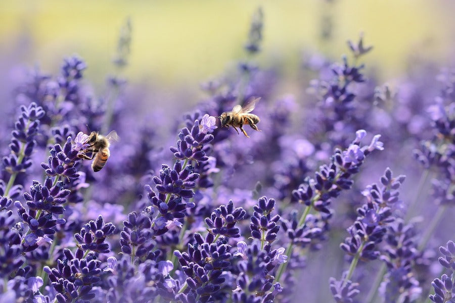 Bee on Lavender Flowers Photograph Print 100% Australian Made