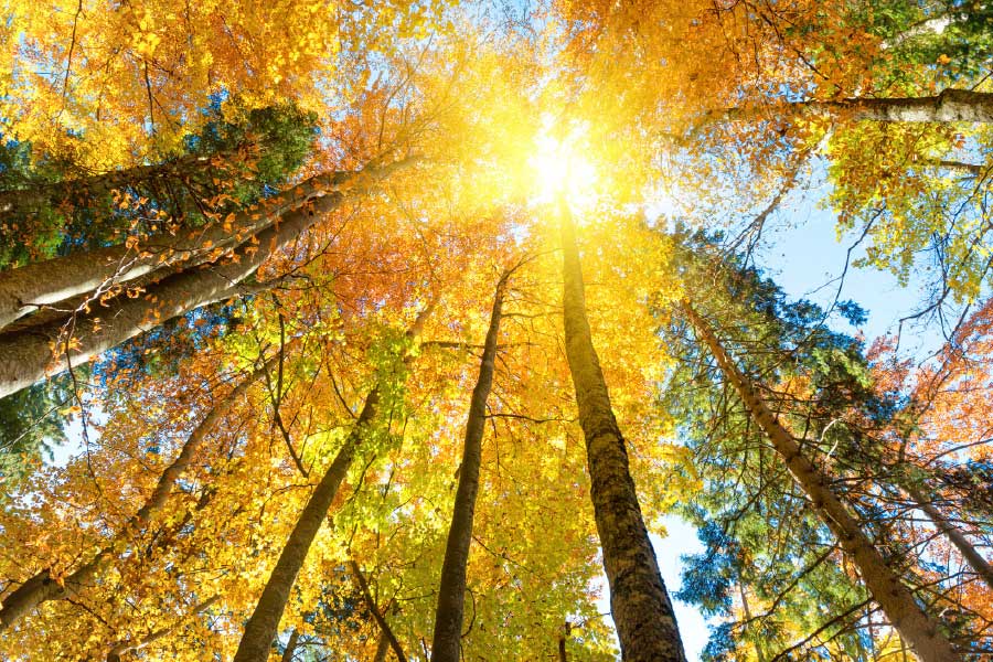 Bella Home Autumn Trees & Leaves in Sunlight Print Canvas Ready to hang
