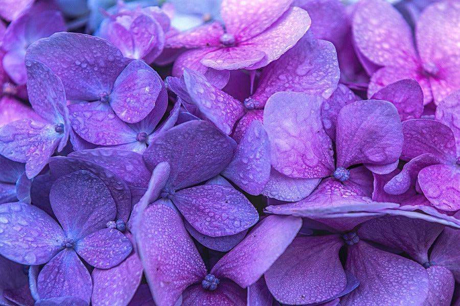 Purple Hydrangea Flowers Closeup Photograph Print 100% Australian Made