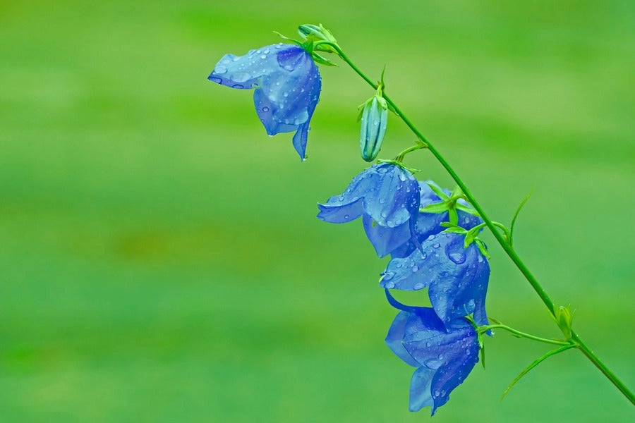 Blue BellFlowers Closeup Photograph Print 100% Australian Made