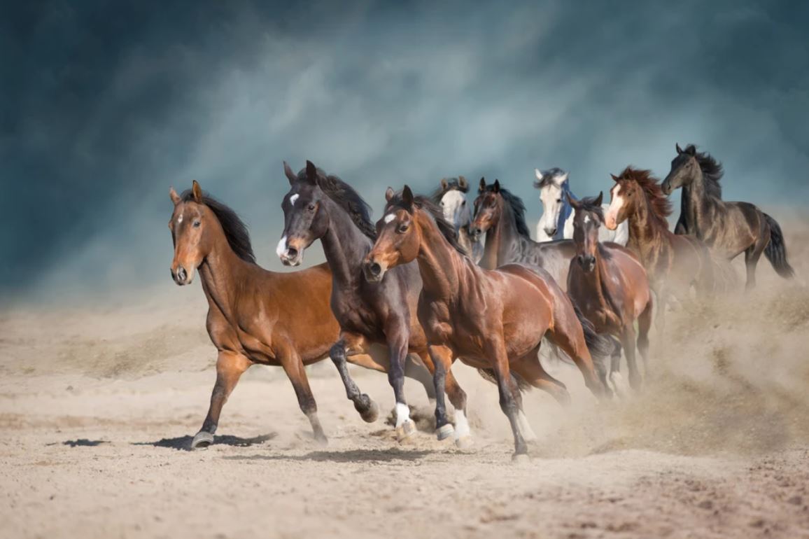 Horses Running on Sand Scenery Photograph Home Decor Premium Quality Poster Print Choose Your Sizes