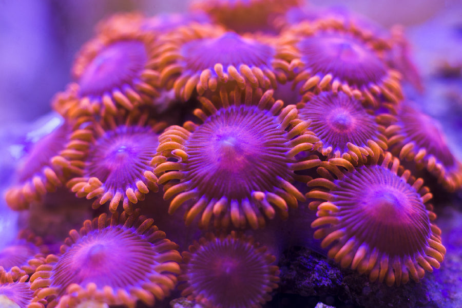 Purple Coral Reef Flowers View Photograph Print 100% Australian Made