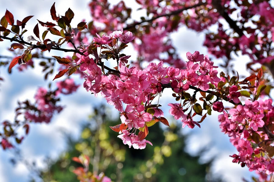 Ornamental Cherry Flowers with Branch Photograph Print 100% Australian Made