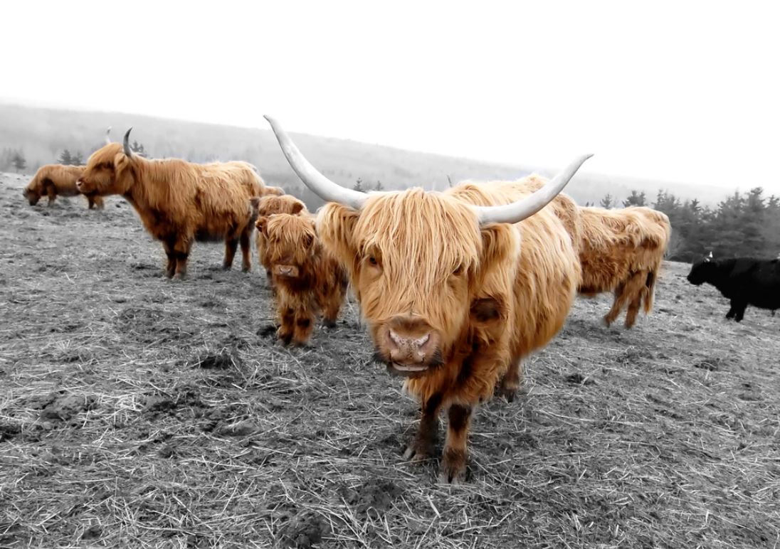 Highland Cow Herd on Field Photograph Home Decor Premium Quality Poster Print Choose Your Sizes