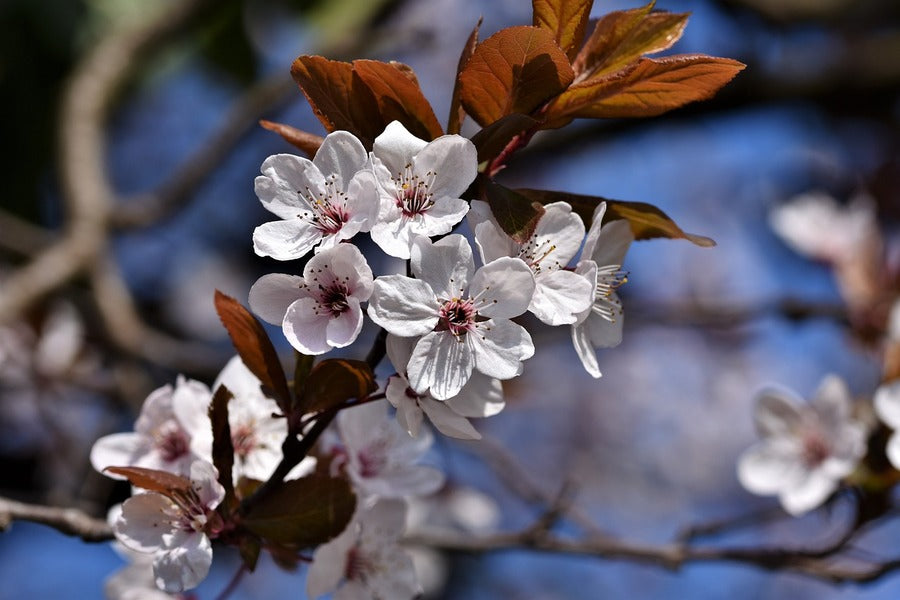 White Cherry Flowers Closeup Photograph Print 100% Australian Made