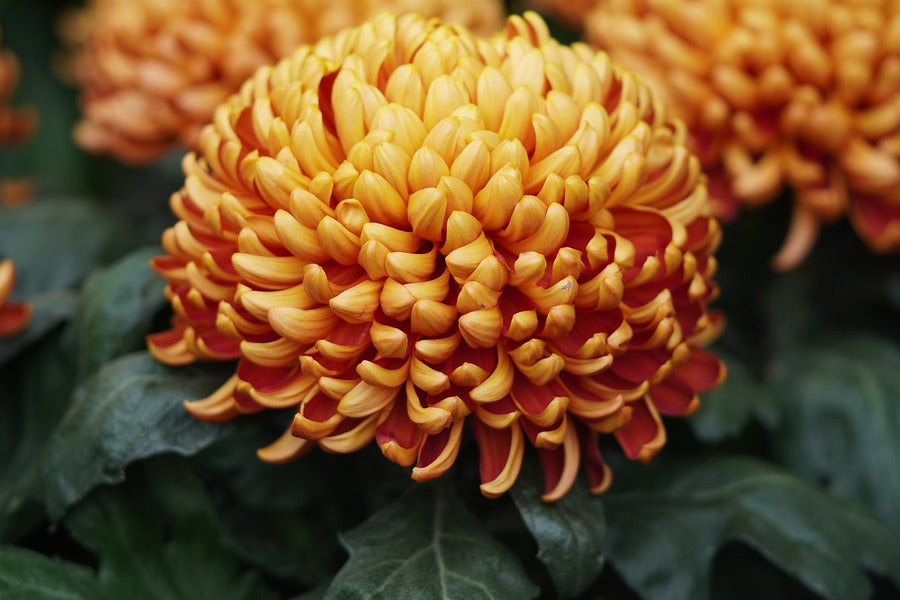 Orange Daisy Flower Closeup Photograph Print 100% Australian Made
