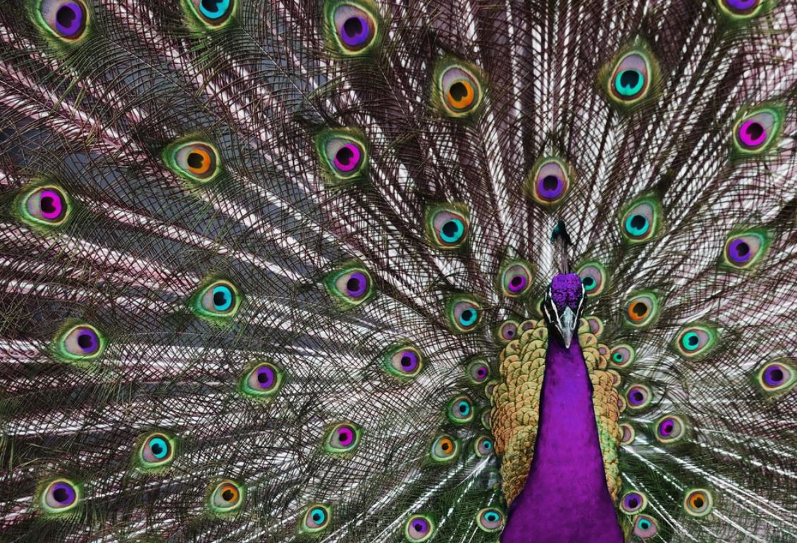Peacock Closeup Photograph Home Decor Premium Quality Poster Print Choose Your Sizes
