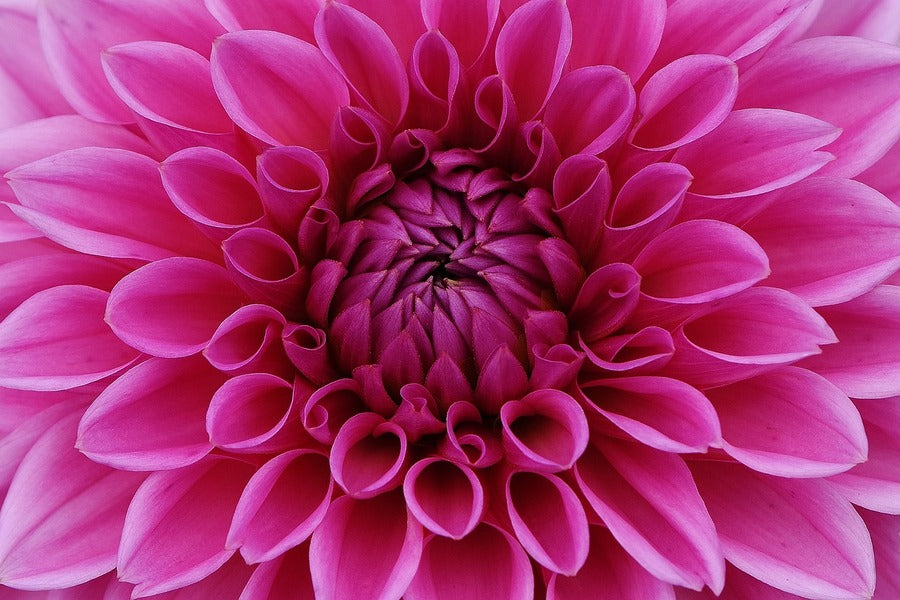 Pink Dahlia Flower Petals Photograph Print 100% Australian Made