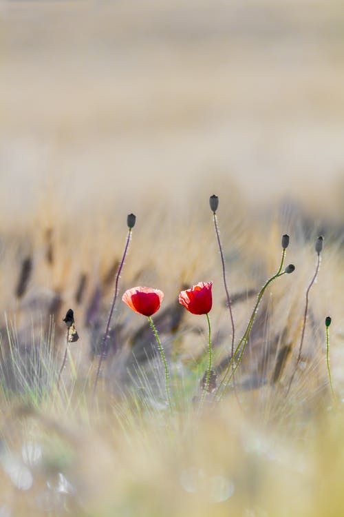 Red Flowers Closeup Photograph Print 100% Australian Made