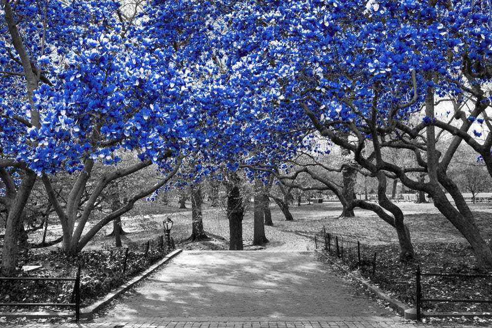 Blue Leaves with B&W Tree Photograph Print 100% Australian Made