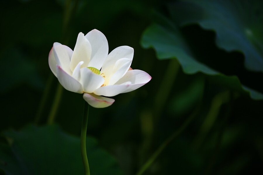 White Lotus Flower Photograph Print 100% Australian Made