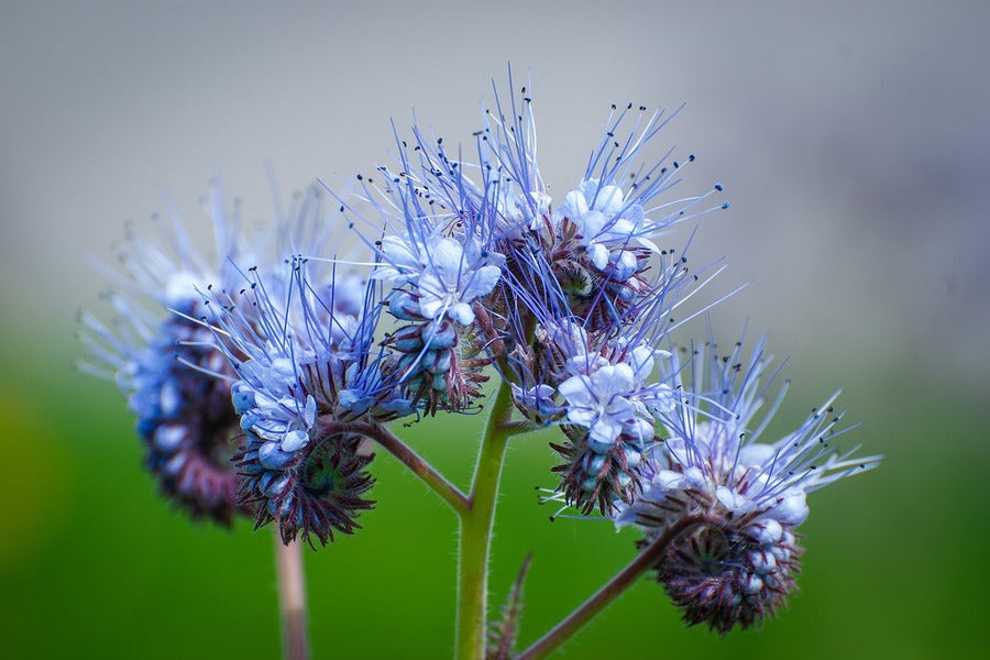Blue Phacelia Flowers Closeup Photograph Print 100% Australian Made