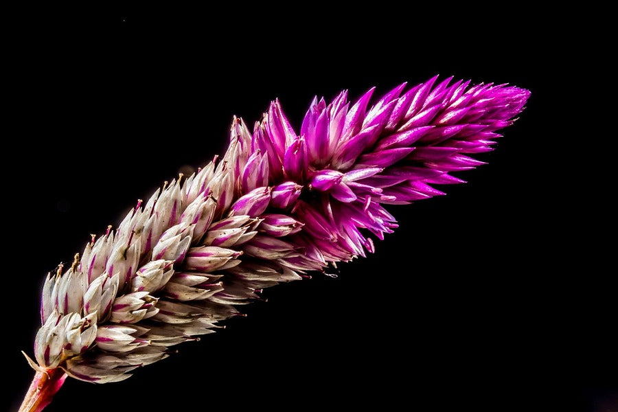 Pink Celosia Closeup Photograph Print 100% Australian Made