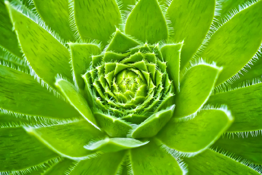 Cuvarkuca Flower Closeup View Photograph Print 100% Australian Made