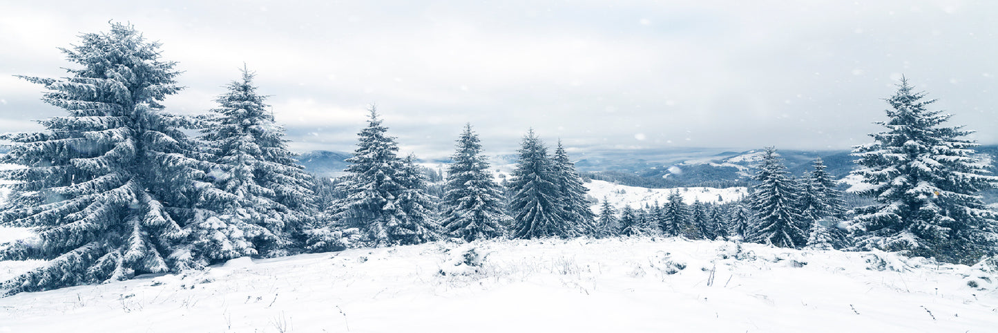 Panoramic Canvas Snow Pine Trees View Photograph High Quality 100% Australian Made Wall Canvas Print Ready to Hang