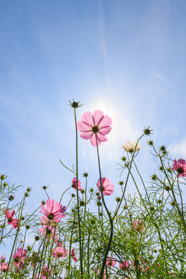 Pink Daisy Flower Plants & Sky View Photograph Print 100% Australian Made